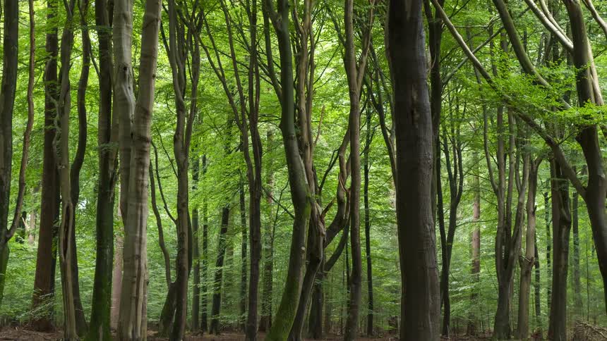 A number of trees make up a forest area