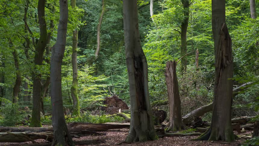 Fallen trees in the forest during the day