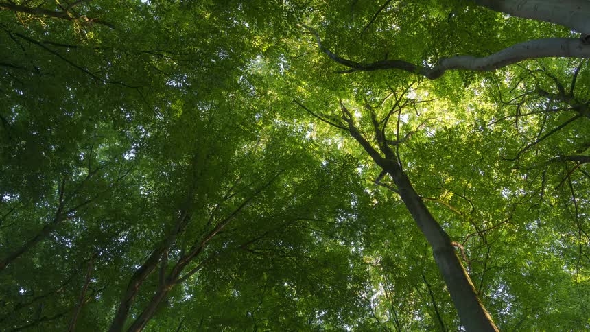 Upward view with the sky covered by a greenish forest