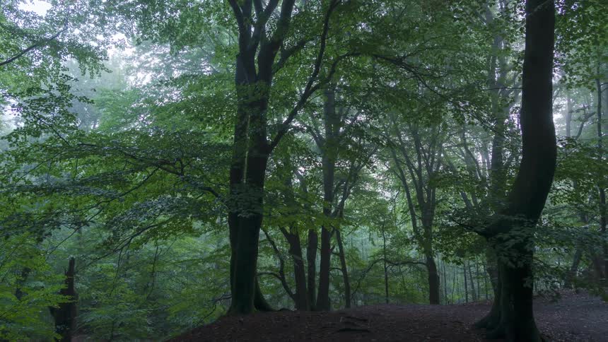 Fog hangs over the green trees