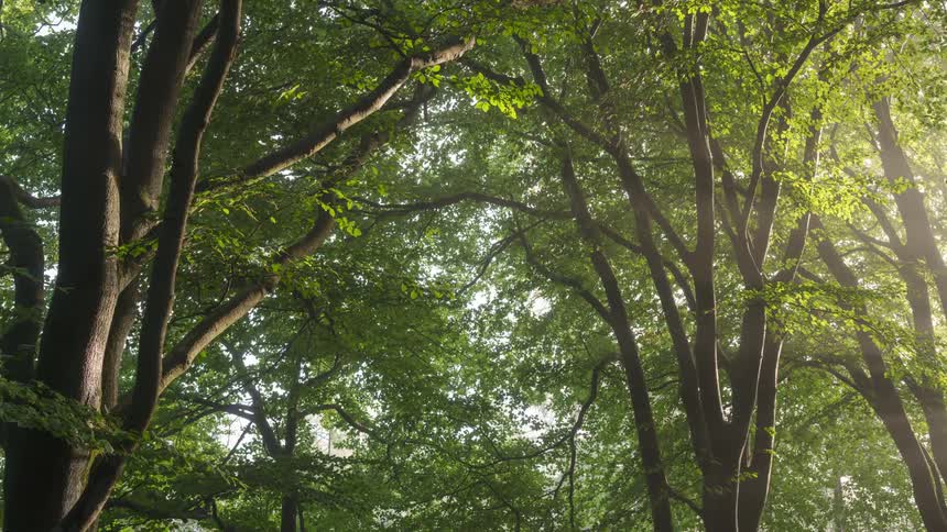 Sunlight shines through tree tops in woods