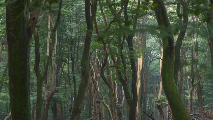 A forest of skinny and bent trees