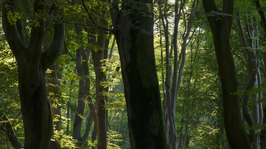 A number of trees growing in a forest
