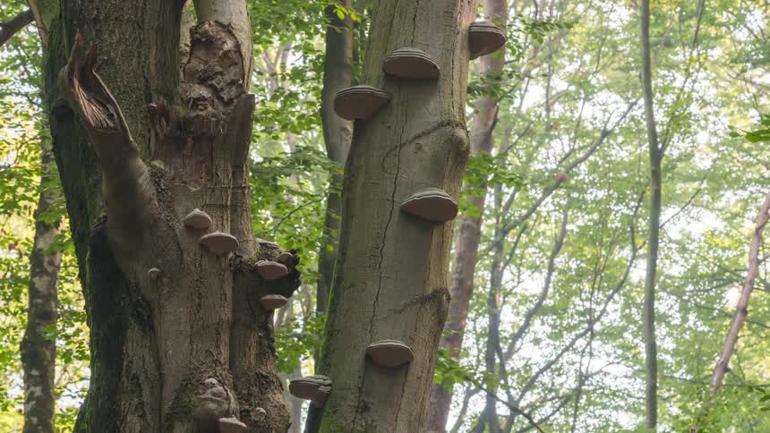 Trunk of trees with mushrooms in the midst of a forest