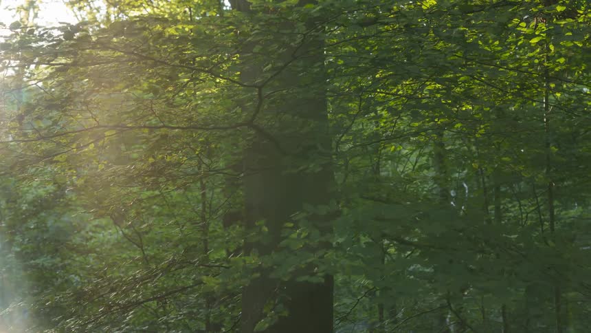 A tree with several branches in a forest