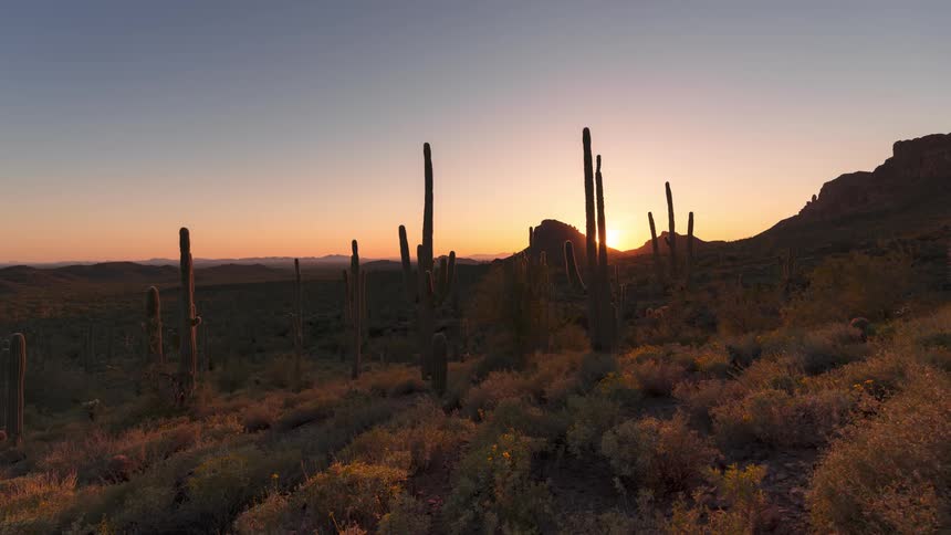 Cactus in the valley with grasses as the day turns into night