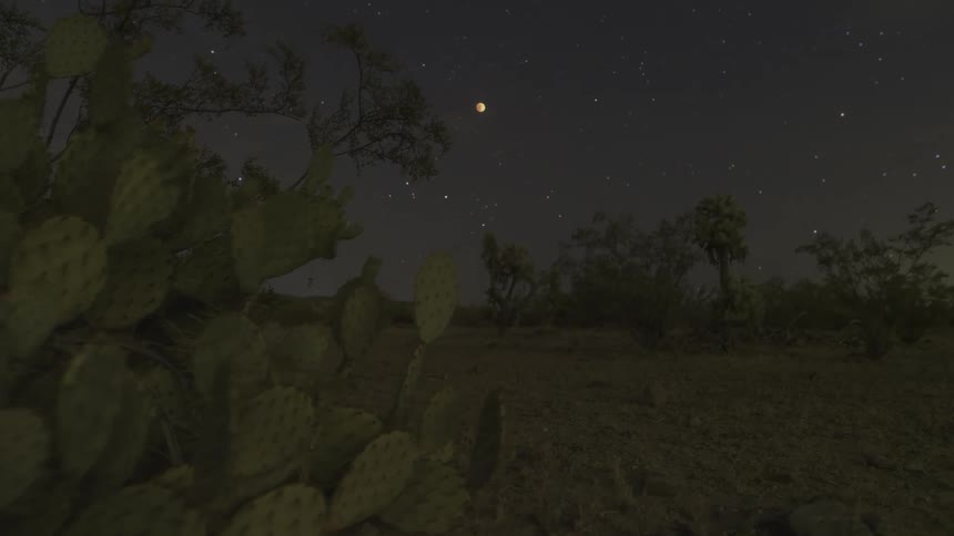 Cacti grows on a flat plane under a night sky