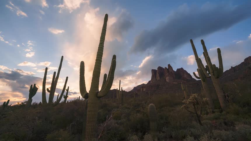 Series of cactus plant on a badland with grasses