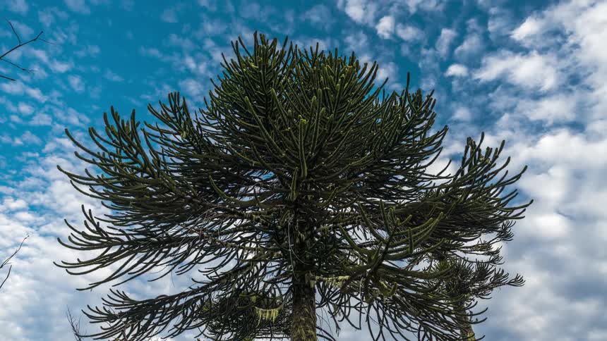 View of an Araucaria tree and a sky with clouds passing by in time lapse