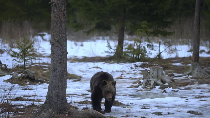 A bear moves through a snowy forest