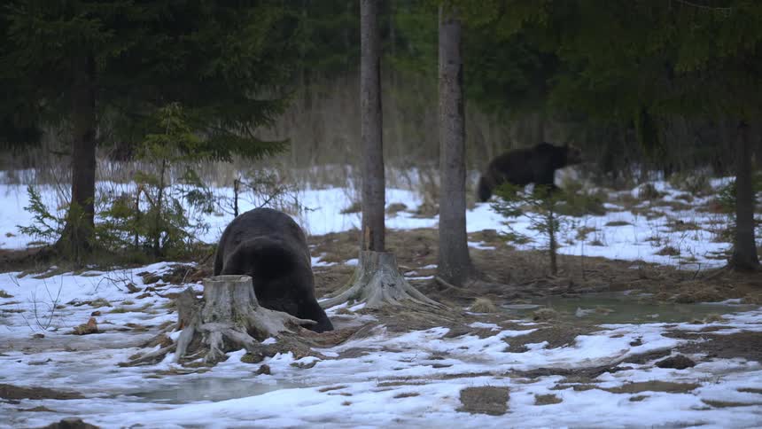 Two and a half bears in a forest with a snowcovered ground