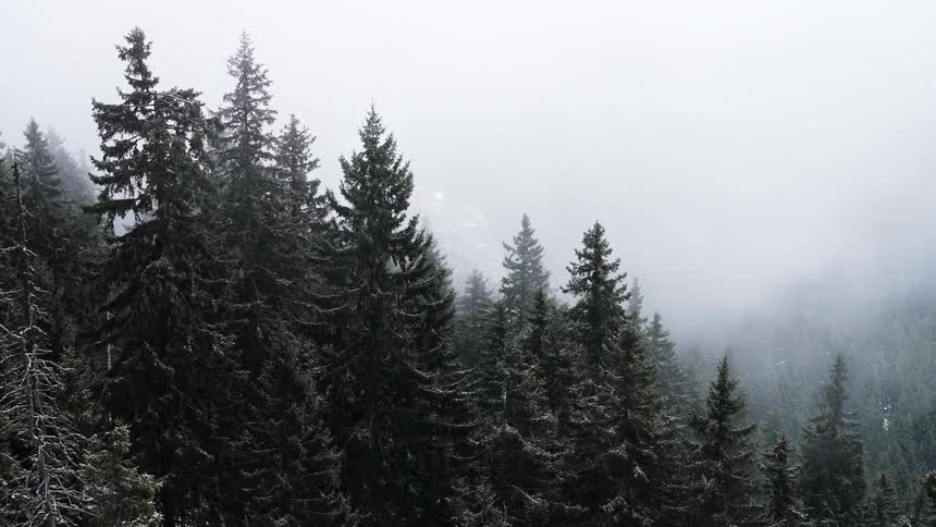 A dense fog rolls through a pine forest
