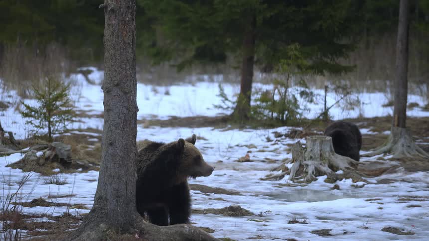 Two bears poke around a forest