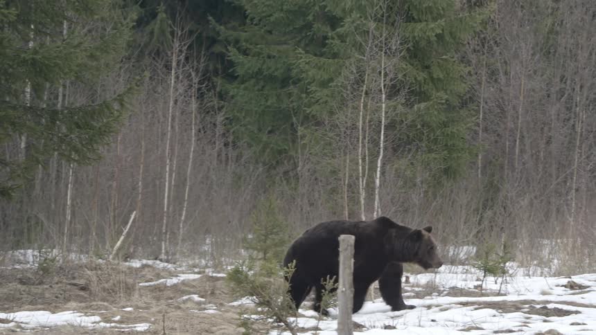 Bear walking through the jungle with a snowcovered ground