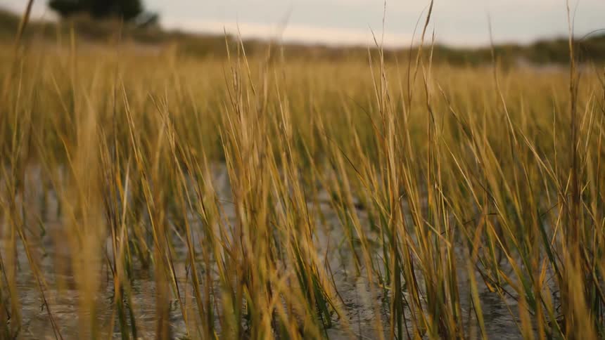 Tall reeds in a breeze in a shallow body of water