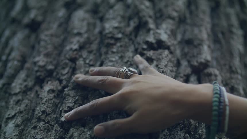 A persons hand passing over a tree trunk