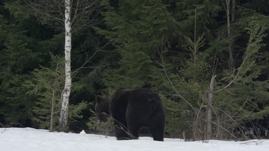 Bear with black fur walking and sitting in the middle of the jungle with a snowcovered ground