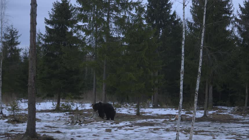 Black bear walking in snowcovered forest