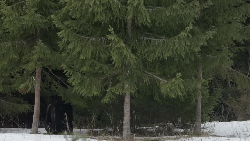 Bear outdoors walking around on the snow next to a forest during day time