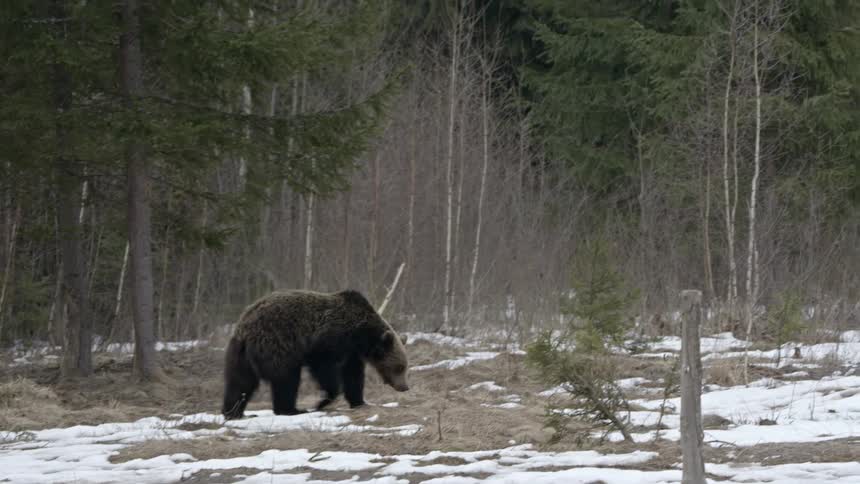 A grizzly bear walking in a region with lots of trees and snow on the ground