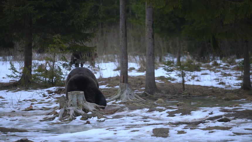 A large bear digs by a tree stump
