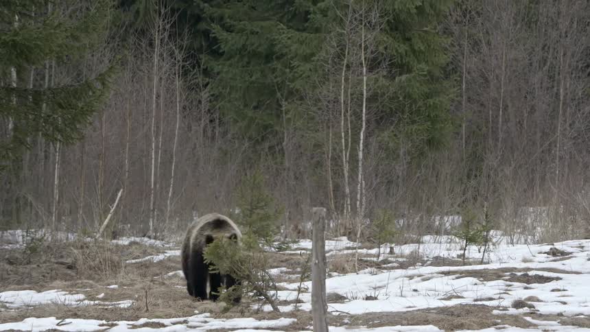 Bear walking through the jungle with the ground covered in snow