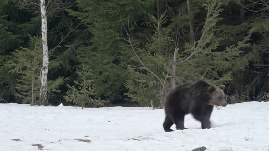 Bear walking through the jungle with the ground covered in snow