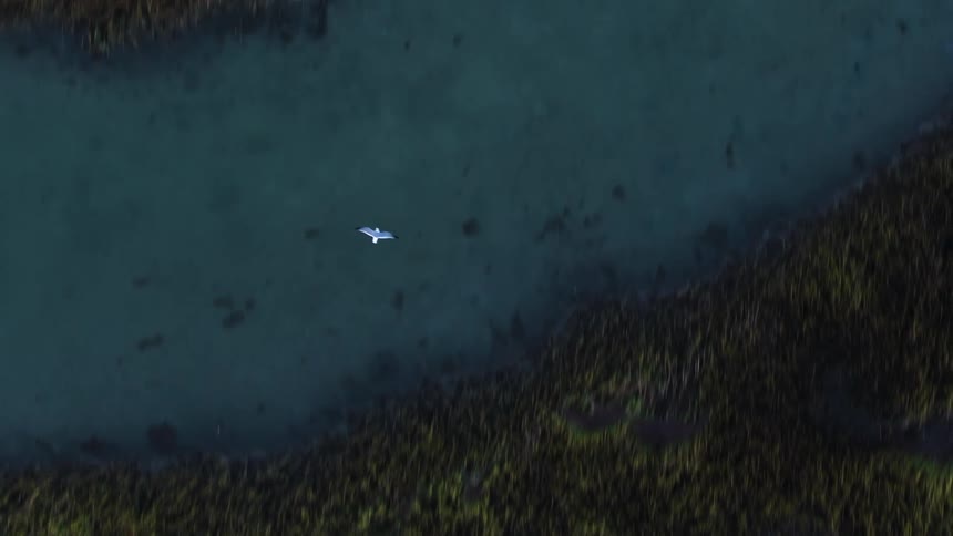 Top view of a white bird flying over a turquoise river and half to nature