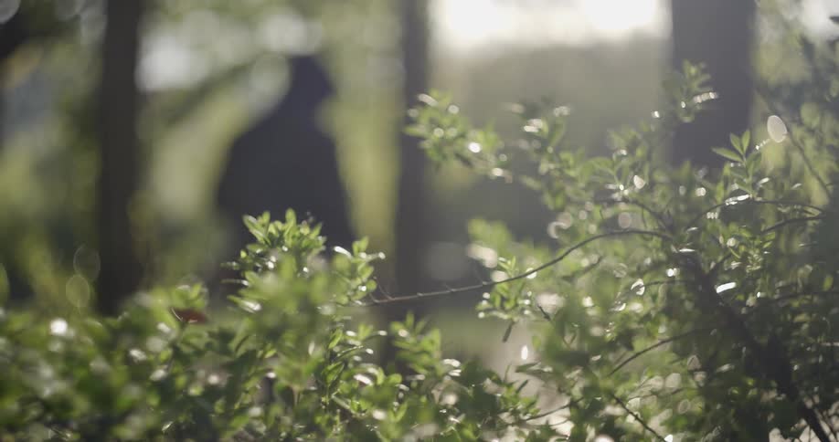 Bushes sway and glisten with sunlight as a man walks along a trail