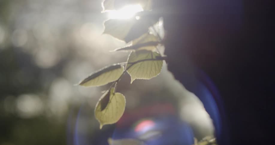 Sun casts lens flares on a tree branch with leaves