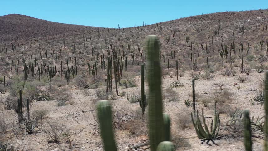 A desert with lots of small cactuses is being shown against a blue sky
