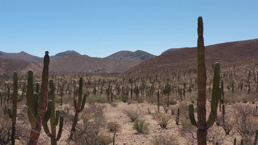 The desert are full of cactus