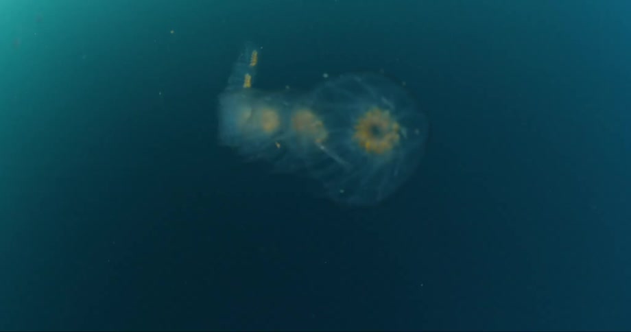 A see through animal swims under the sea