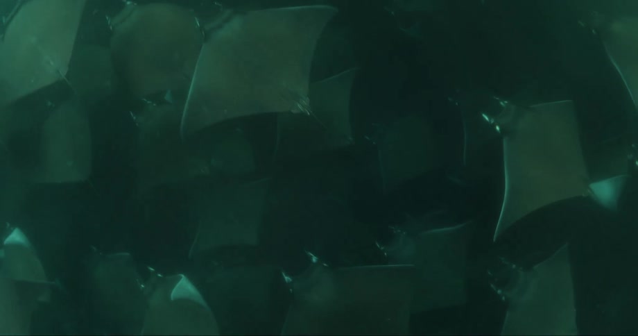 Hundreds of skates swim through the water