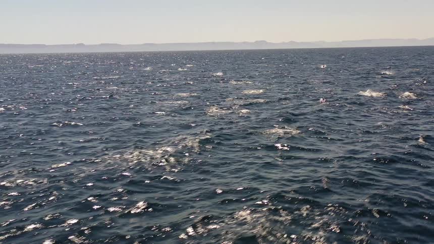 A large number of fish swimming through a choppy ocean