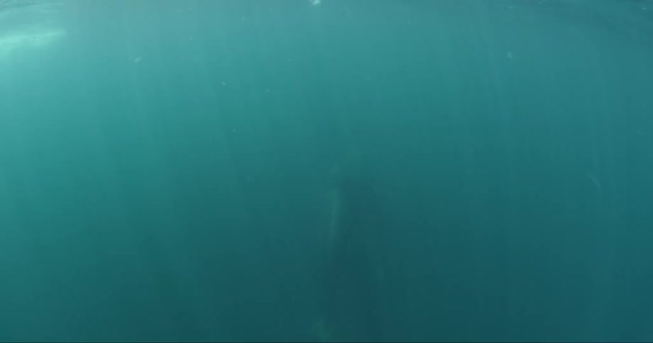 Whale at the bottom of the ocean with stingrays passing by