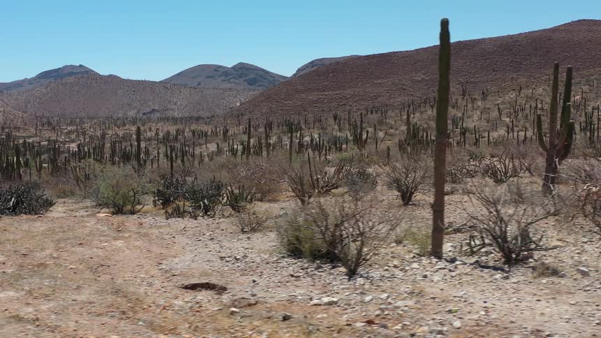 Landscape of the backcountry with cacti and mountains around on a day with a blue sky