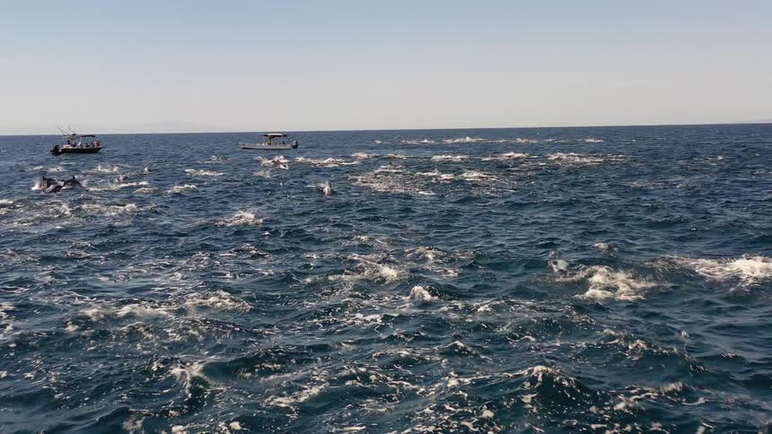 Dolphins swim in groups during the day in the ocean