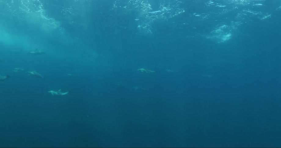 View from inside the sea with dolphins swimming