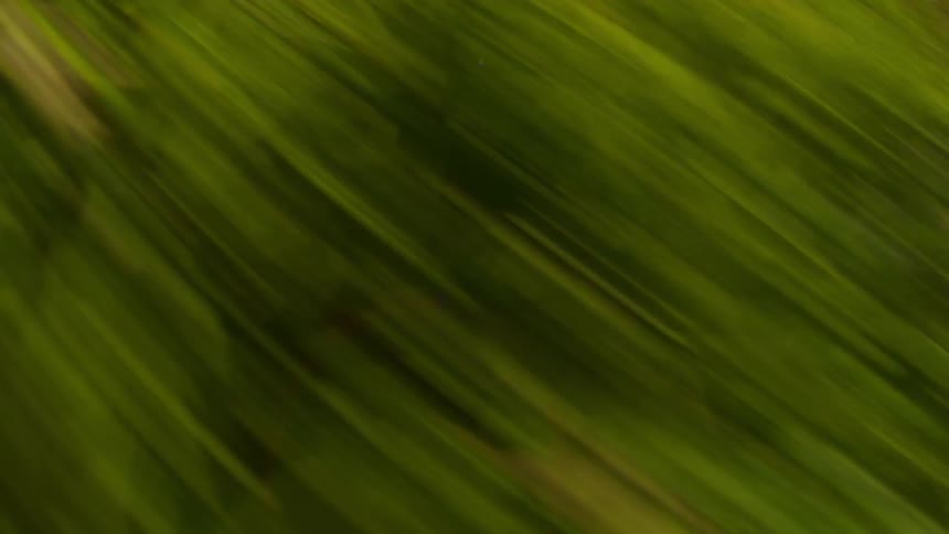 Grassy soil during spring on a sunny day