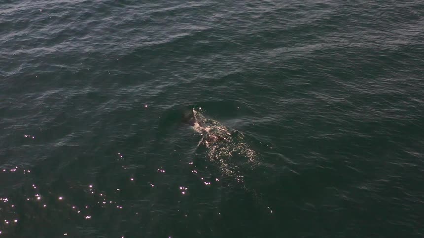 Dolphin swimming underwater surfaces briefly to breath