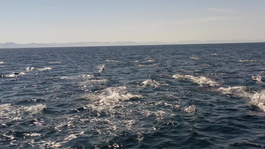 Panorama of the ocean with dolphins leaping