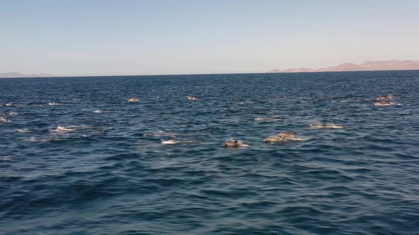 Panorama of the sea with dolphins jumping