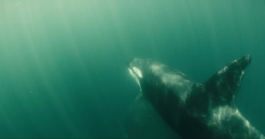 The whale swims underwater