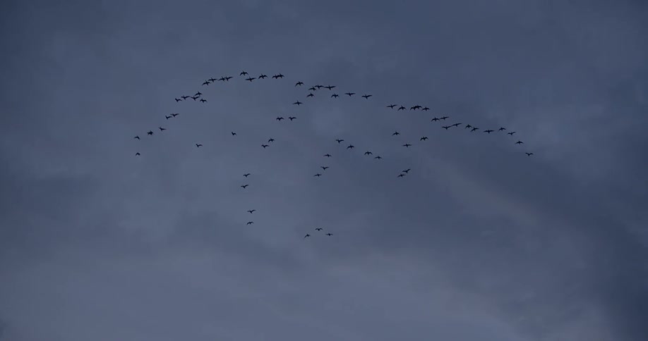 Flock of birds flying in the sky at dusk