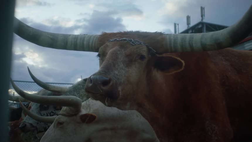 A brown bull with whitetipped horns in an enclosure under a cloudy sky