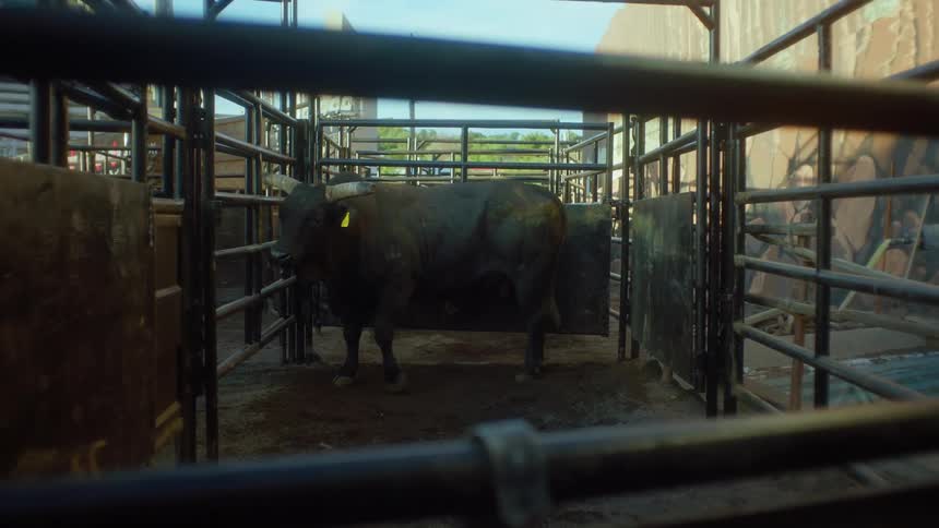 Bull paces in fenced enclosure outdoors