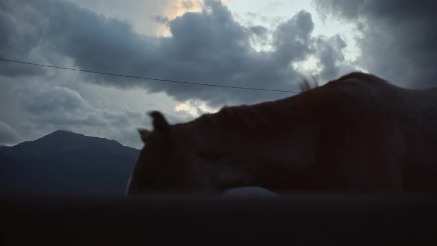 Horses shaking their heads in a dawn sky with many clouds
