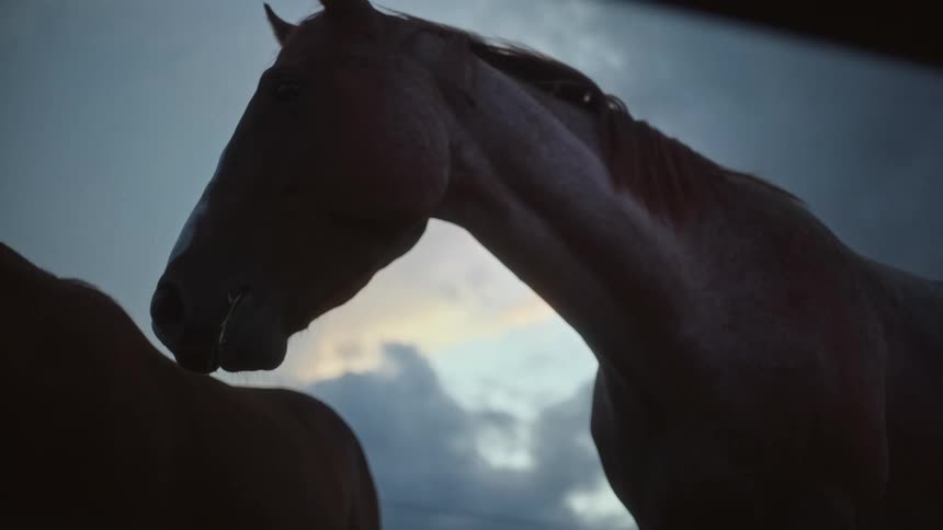 View from above of a horse grazing on pasture
