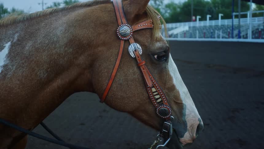 Closeup of a horses face wearing leather belts